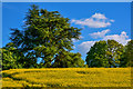 East Devon : Oilseed Rape Field