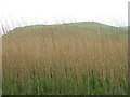 NR2063 : Reeds at Kilchoman by M J Richardson