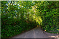 East Devon : Allercombe Lane