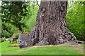 Base of a Douglas Fir, Coul House Hotel