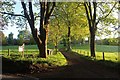 Sunlit avenue to The Old Manse