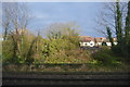 Trackside vegetation, Wallington