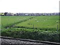 SJ2572 : View from a Chester-Holyhead train - Drainage ditch near Pentre Ffwrndan by Nigel Thompson