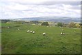 SO6766 : Sheep and Clee Hill by Richard Webb
