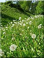 Dandelion clocks at Stafford Castle