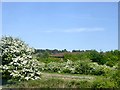 May blossom beside the railway