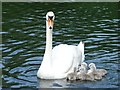 SO5516 : Mute swan and cygnets by Philip Halling