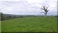 Dead tree, Underley