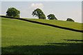 Oak trees and farmland