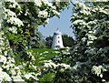 Old windmill framed by hawthorn blossom