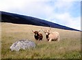 NS3294 : Highland cattle in Glen Mollochan by Alan Reid