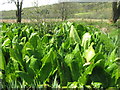 NR8568 : American Skunk Cabbage in Glen Ralloch by M J Richardson
