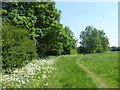 The Dog Rose Ramble west of Yeading Lane