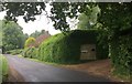 Large Hedge