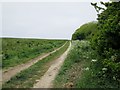 Field  edge  track  near  Filey