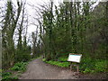 Footpath at Marl Woods