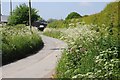 Country road and cow parsley