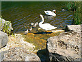 Swans and cygnets, Cricket St Thomas