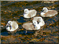 Cygnets, Cricket St Thomas