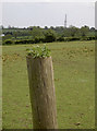 A tuft on a post