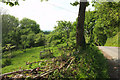 Orchard, Combeshead Farm