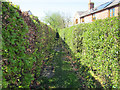 Footpath to Tarvin