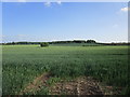 Fields near Quarry Farm