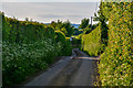 Taunton Deane : Country Lane