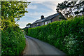 Taunton Deane : Country Lane