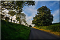 Taunton Deane : Country Lane