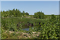 A small pond by Holme Wood