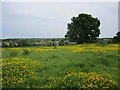 Grass field with buttercups at Holbeck