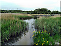 Water iris in reclaimed wetland