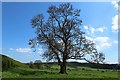 NZ1167 : Tree beside the Hadrian's Wall path by Graham Robson