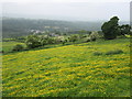 Buttercup meadow