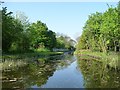 Narrows on the Wyrley & Essington Canal, near Janine Avenue