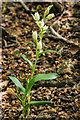 White Helleborine (Cephalanthera damasonium)