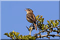 A sedge warbler