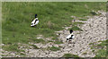 SD3922 : A pair of shelduck by Ian Greig