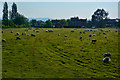 Sedgemoor : Grassy Field & Sheep