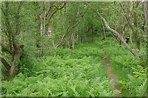 NT5370 : Path, Playmuir Wood by Richard Webb