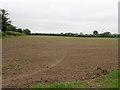 Field of maize, Linton-on-Ouse