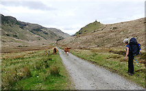 NM7999 : Cattle on the Mam Barrisdale track by Andy Waddington