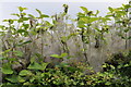 NY0817 : A Silky Shroud in the hedgerow by Des Colhoun