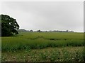 Arable field west of Abshiel