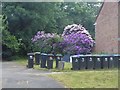 Rhododendrons on Bush Hill, Enfield