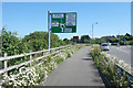 Wild Flowers by the Cycleway