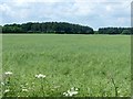 View towards Oak Wood