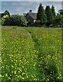 Path through buttercups to Avenue Farm