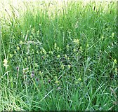 TG2108 : A patch of Yellow rattle (Rhinanthus minor) by Evelyn Simak